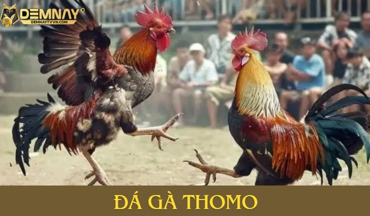 Đá gà Thomo là gì?
