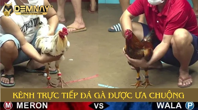 Những kênh trực tiếp đá gà được ưa chuộng nhất hiện nay