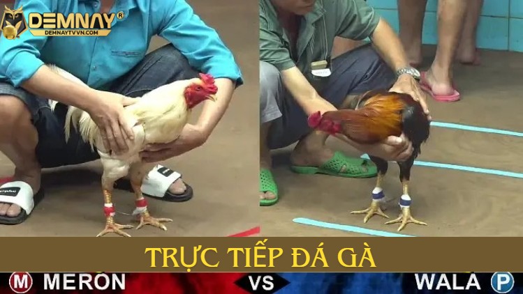 Kênh trực tiếp đá gà nào đang được ưa chuộng nhất?