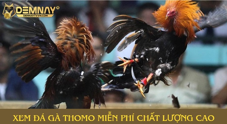 Xem đá gà Thomo ở đâu miễn phí mà vẫn chất lượng cao?