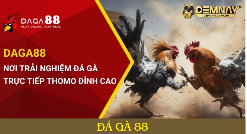 Đánh giá Đá gà 88 kênh trực tiếp đá gà